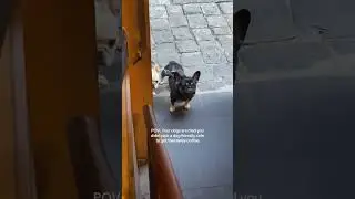 My sad dogs outside a cafe 😭 #frenchbulldoglove #saddogs