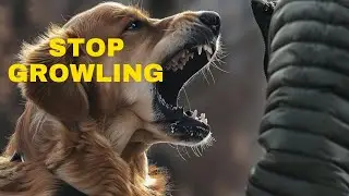 How To Stop Dog Growling At Owner