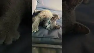 Start your weekend early with baby dragons & polydactyl cats! #tgif