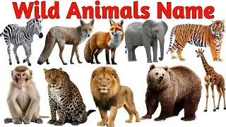Wild Animals Names | Learn Wild Animals Names for Kids with Sounds and Picture