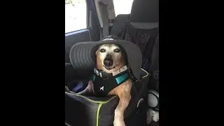 These pets make us laugh!