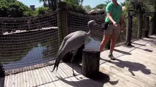 Animal Experience Encounters teaser intro PB ZOO