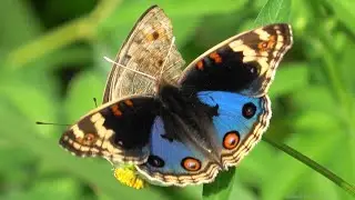 アオタテハモドキ・ペア    Junonia orithya　2025年7月　沖縄本島