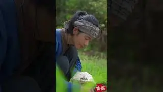 Watermelon Frost: From a Seed to a Bottle of Watermelon Frost（1） #shorts
