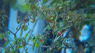 nature photography | Nature videography || Best mobile camara lens  Apexel 36x25 