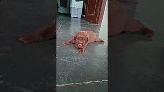 brownie 🤎🐶 #dog #labrador #brownie #doglover #pitbull #dangerous #viral #elvishyadav #biggboss