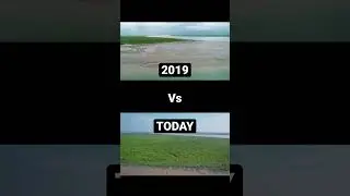 The difference 3 years can make 🤯🌱🌎 #mangrove #beforeandafter #reforestation #india #sundarbans