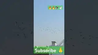 #🔥kala#patat💥#Shonk🔥#shortvideos🔥 #status 🔥🔥🔥