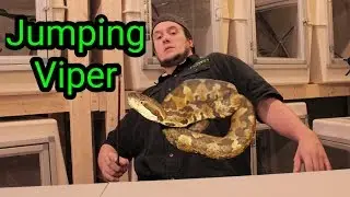 Can this VIPER jump high enough to bite you in the neck?