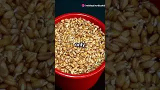 The Hidden Power of Millets in Your Daily Life