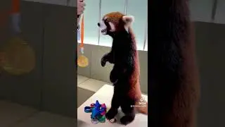 Apple is the exclusive reward for the champion. Fighting 😋😋😋#fy #fyp  #cute #adorable #redpanda
