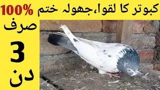 Kabootar K Jholy Or Laqwa ka Ilaj 100% || laqwa Jholy ka Ilaj | pak birds gallery