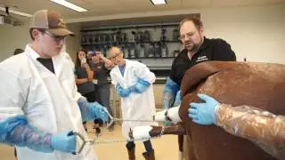 Calf Birthing Demo