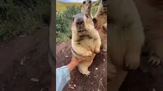 Animal Lover #cute #viral #shorts #animallover