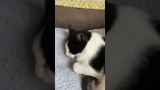 Rare cat loaf spotted #shorts