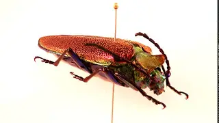 Cheloderus childreni Female