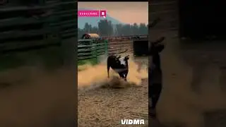 cow stunt#shorts#cow#animals#cowsounds#cowsounds#lamborghini#supercar#viralhog#sound#ferrari
