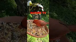 Relaxing Nature Sounds ASMR for Cats - Stimulating Nature Videos for your Cat! Pet Entertainment HD