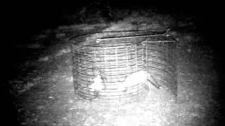 Fox caught in a trap