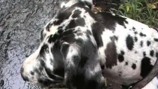 tia the great dane head