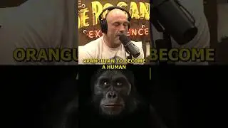 How long would it take an ape to naturally become human -Joe Rogan