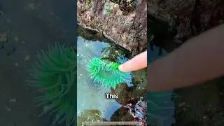 Wait For End 😨 Sea Anemone
