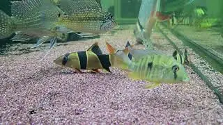 South American BioType