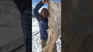 Episode 5 of tanning deerskins into buckskin to make new pants. #hidetanning #wintercamping #tanning