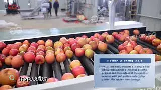 Apple Cleaning And Sorting Processing Line