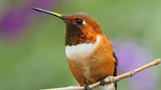 Birdwatching with 8K Ultra HD Discover a World of Detail 2025