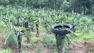 Dragon fruits plant support bike tyre