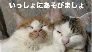 【3分ねこ】ストローで遊ぶよ。