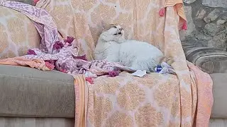My cats are drawn to the blind cats😊