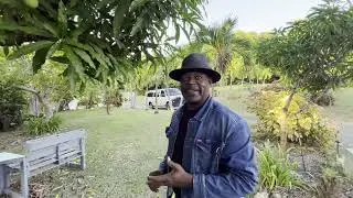 Stephen's Caribbean Backyard Garden 2024 | How to Graft Hibiscus | St. Croix, U.S.V.I.