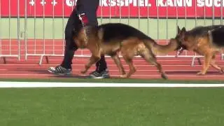 Enosch von Amasis (BSZS-2014)