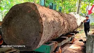 It's awesome,,,!! Sawing the Biggest Wood Sawmill The Boss Lucky Exorbitant...