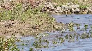 Red Knot in breeding plumage; 23 May 2024 in Douglas County, Kansas