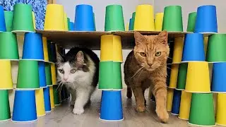 Cat obstacle course challenge!