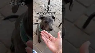 Impulse control training