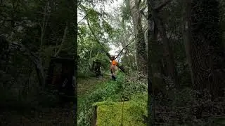 timelapse video tree felling tree surgery
