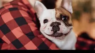 Should we be worried about our pet cats and dogs getting COVID?