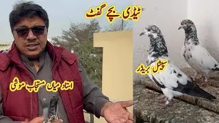 Teddy bachy Gift Junaid  khan Mardaan Ko Bhej Diye ||  Ustad Mian Mustajab Moshi 
