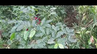 limpiando la planta de caf&eacute; despu&eacute;s del paso de roslyn en nayarit.