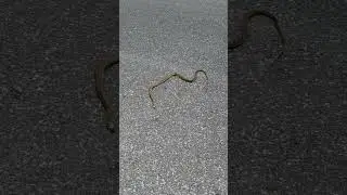 snake rescue phuket Thailand
