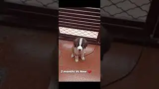 Saint Bernard puppy 2 Months Vs Now