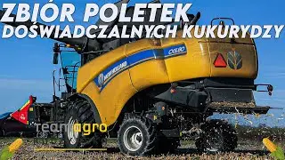 🌽Zbiór poletek doświadczalnych kukurydzy 2022🌽 - GR Krzysztof Witko & TeamAgro Krystyna Kuczyńska🌽