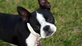 FUNNY CUTE BOSTON TERRIER COMPILATION OF JULY 2021