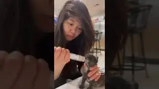 Как кормить котенка, который не берет грудь (ч. 1)