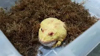 PACMAN FROG MATING CALL!!