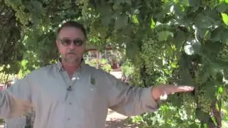 Grapes Grow Easily in Tucson AZ with Ian Clark from Civano Nursery